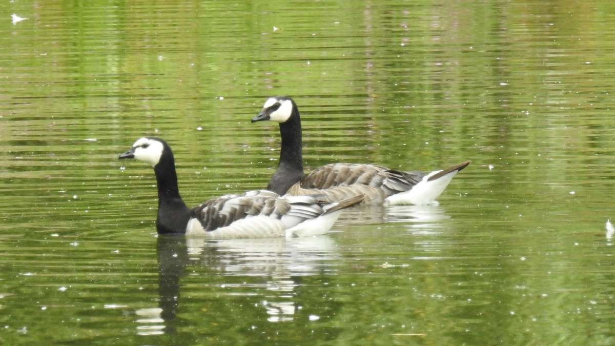 Barnacle Goose - ML109609151