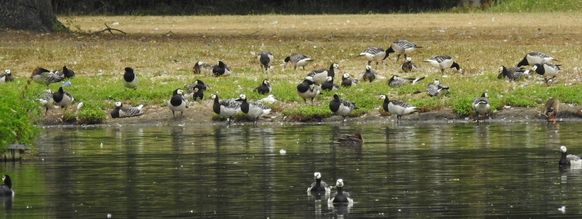 Barnacle Goose - ML109609161