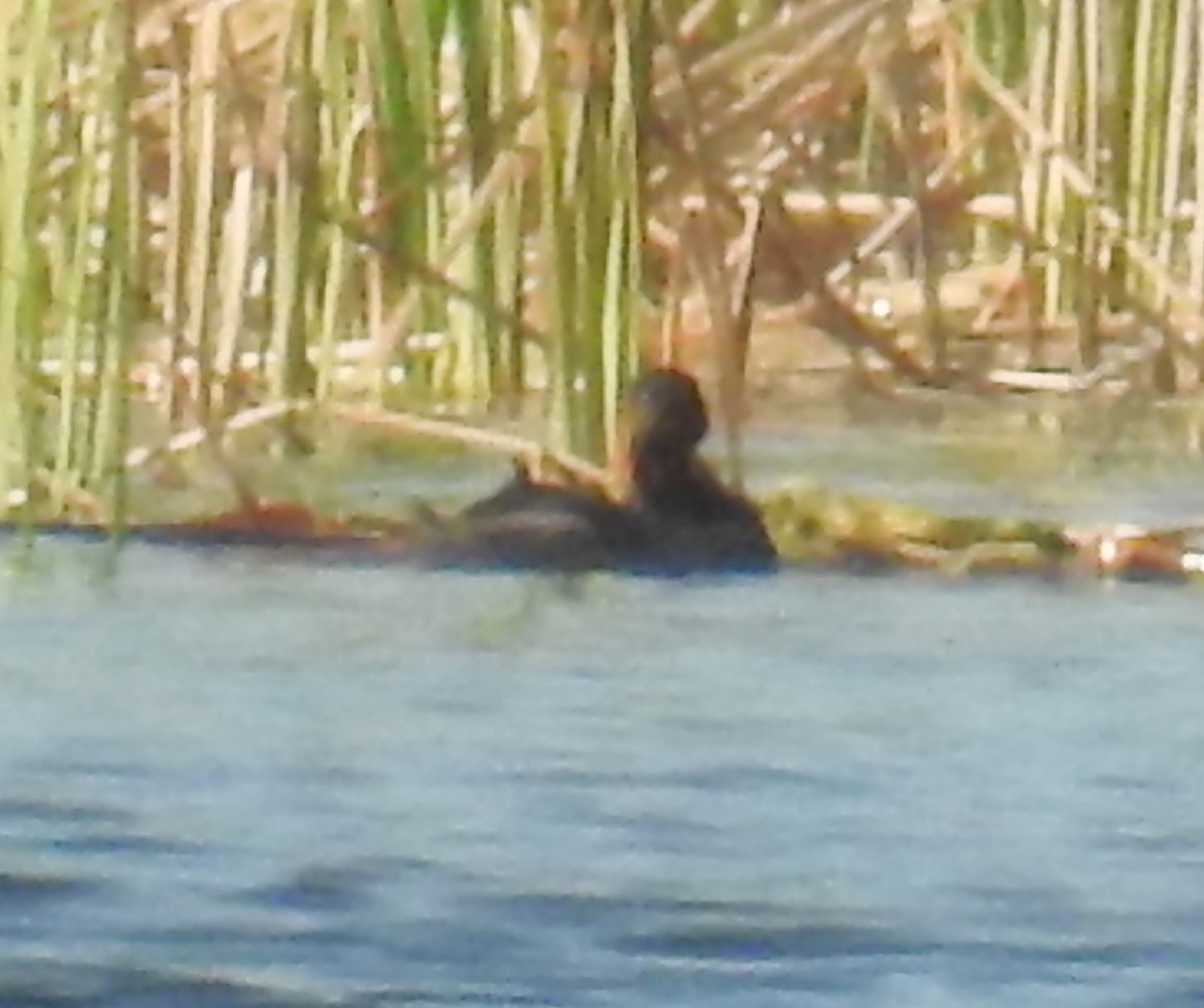 Little Grebe (Tricolored) - ML109609721