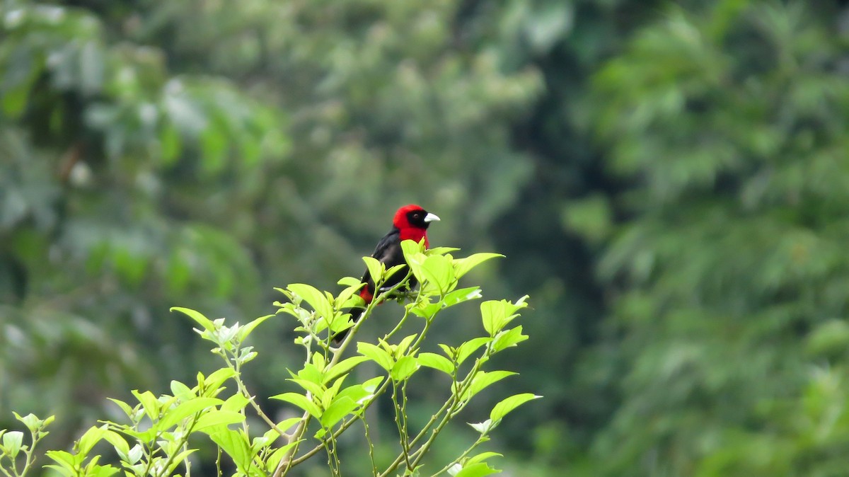 Crimson-collared Tanager - ML109609821