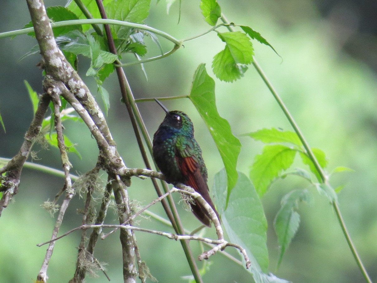Garnet-throated Hummingbird - Robert Broz -GringoTours-Birding tours and more
