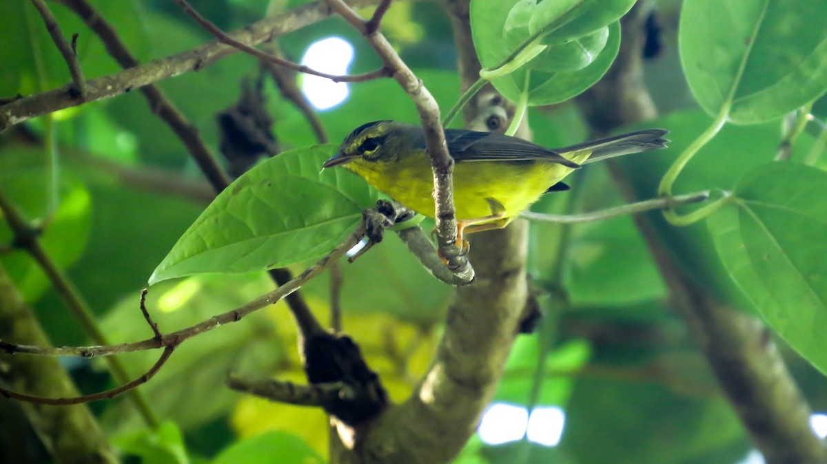 Golden-crowned Warbler - Ron A. Fernández