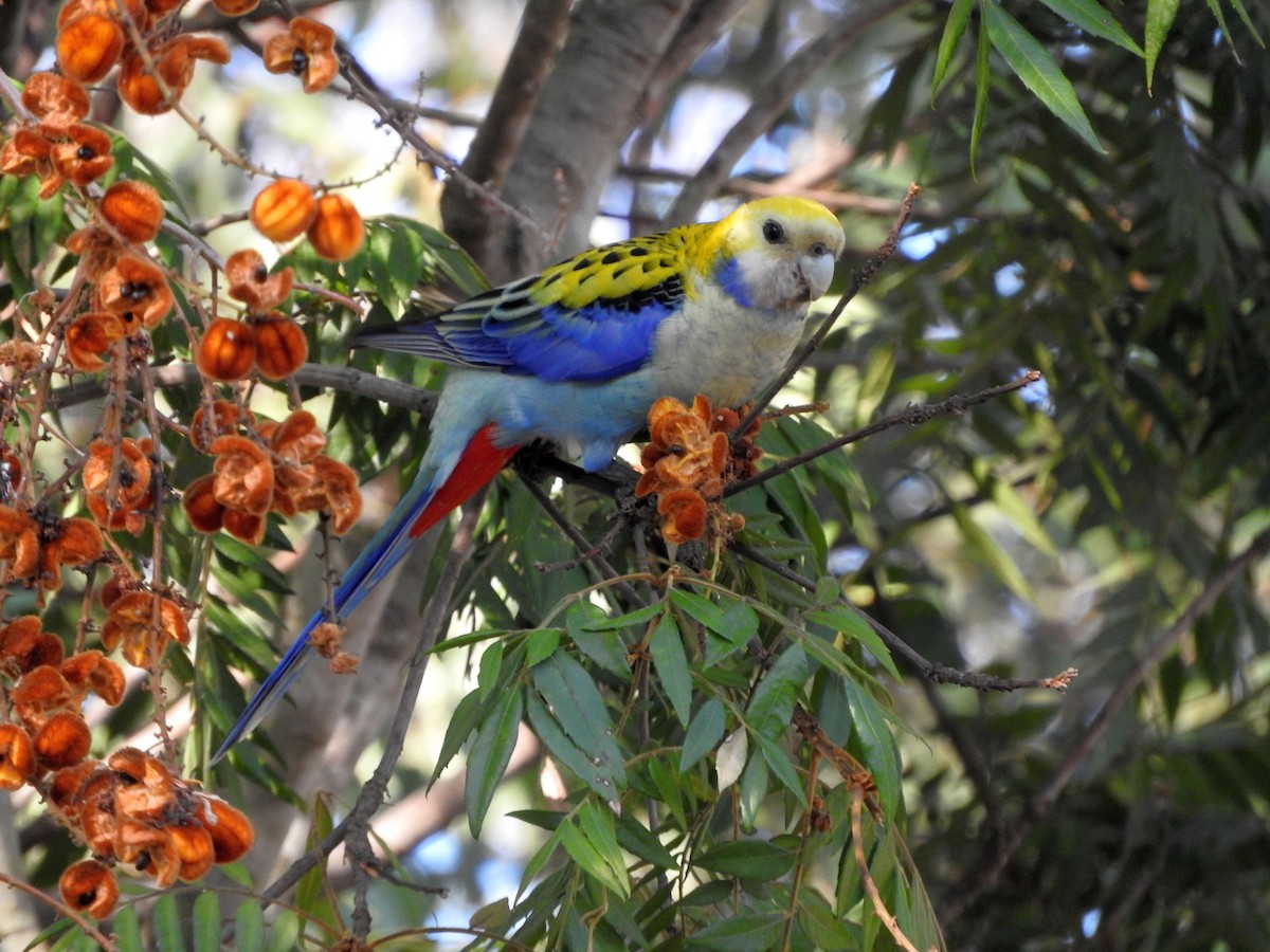 Pale-headed Rosella - Chris Burwell