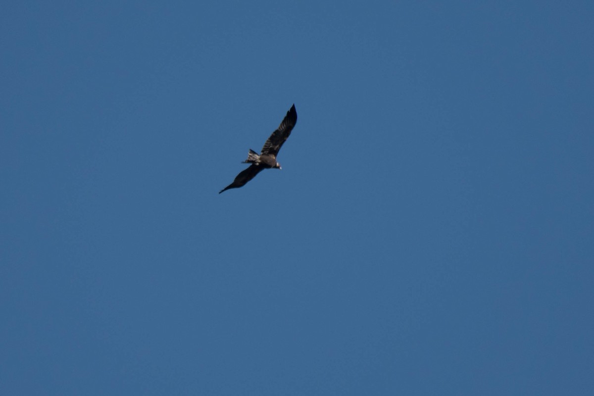 Wedge-tailed Eagle - Terence Alexander