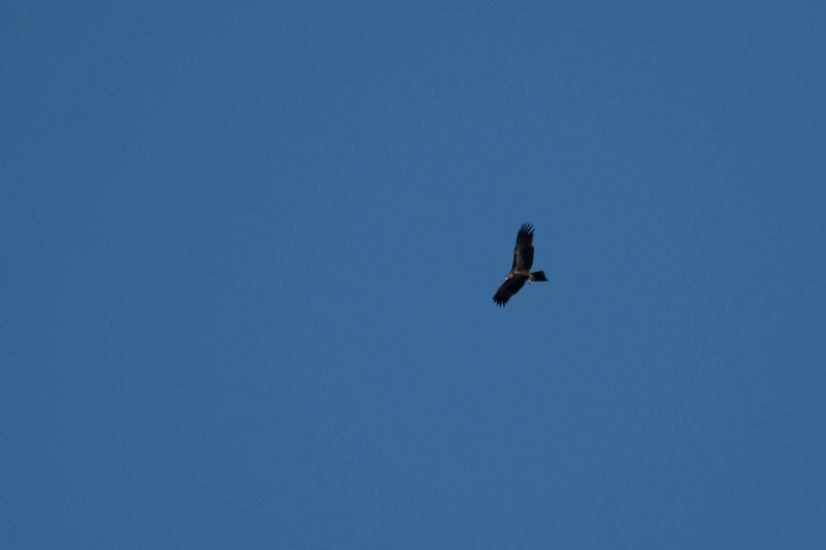 Wedge-tailed Eagle - ML109613341