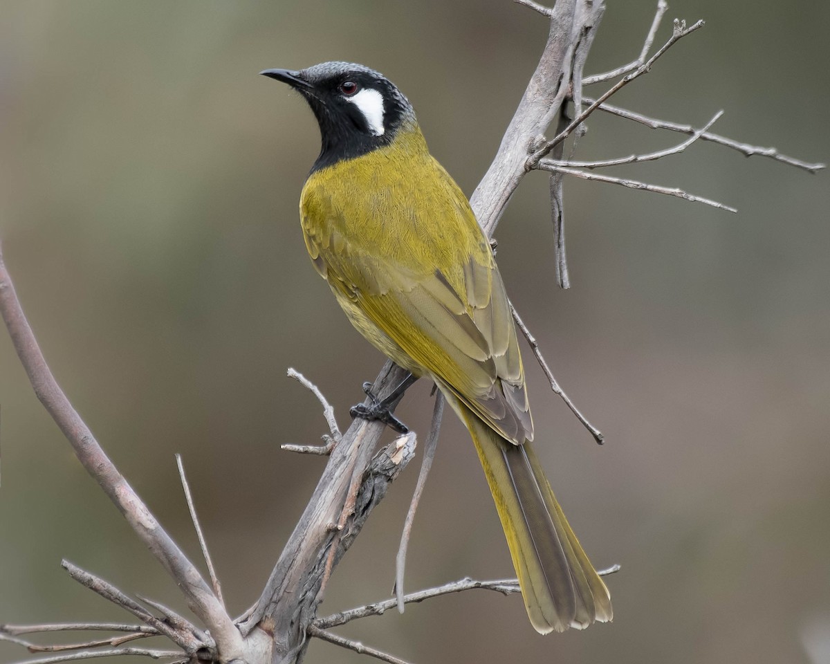 White-eared Honeyeater - Terence Alexander
