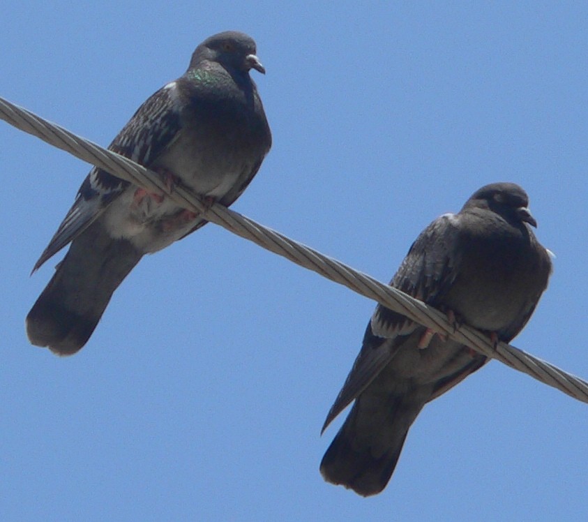 Rock Pigeon (Feral Pigeon) - ML109614341