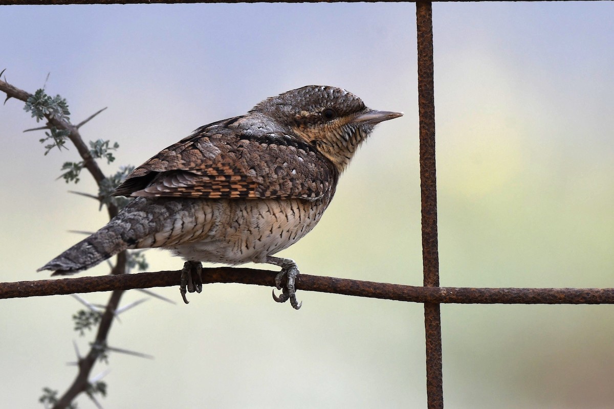 Eurasian Wryneck - ML109614351