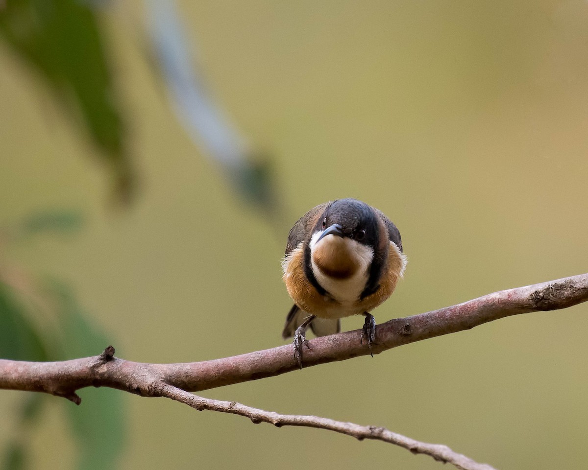 Eastern Spinebill - ML109614591