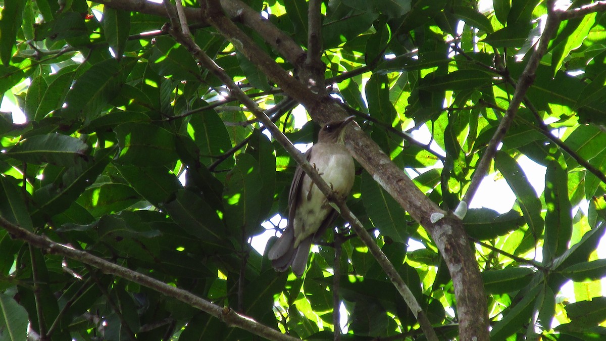 Black-billed Thrush - ML109614721