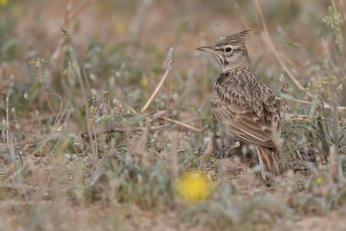 Crested Lark - ML109614901