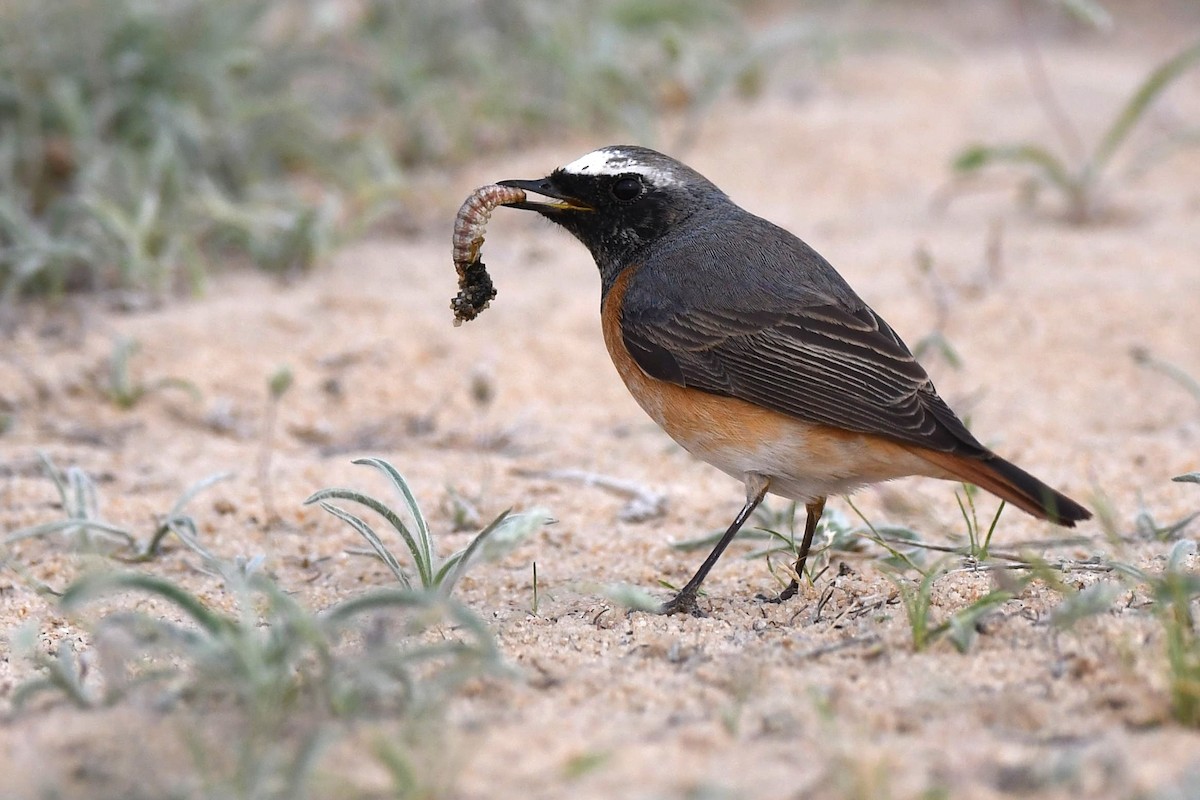 Common Redstart - ML109615141