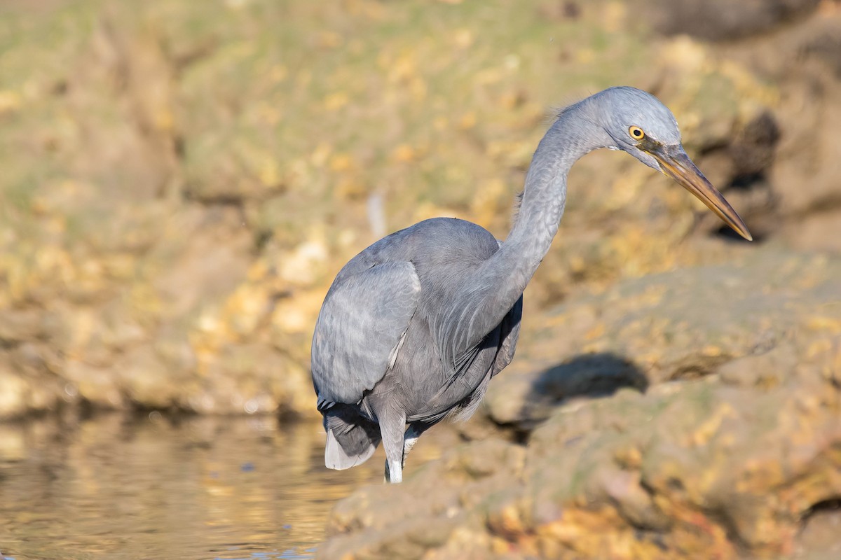 Pacific Reef-Heron - ML109615251