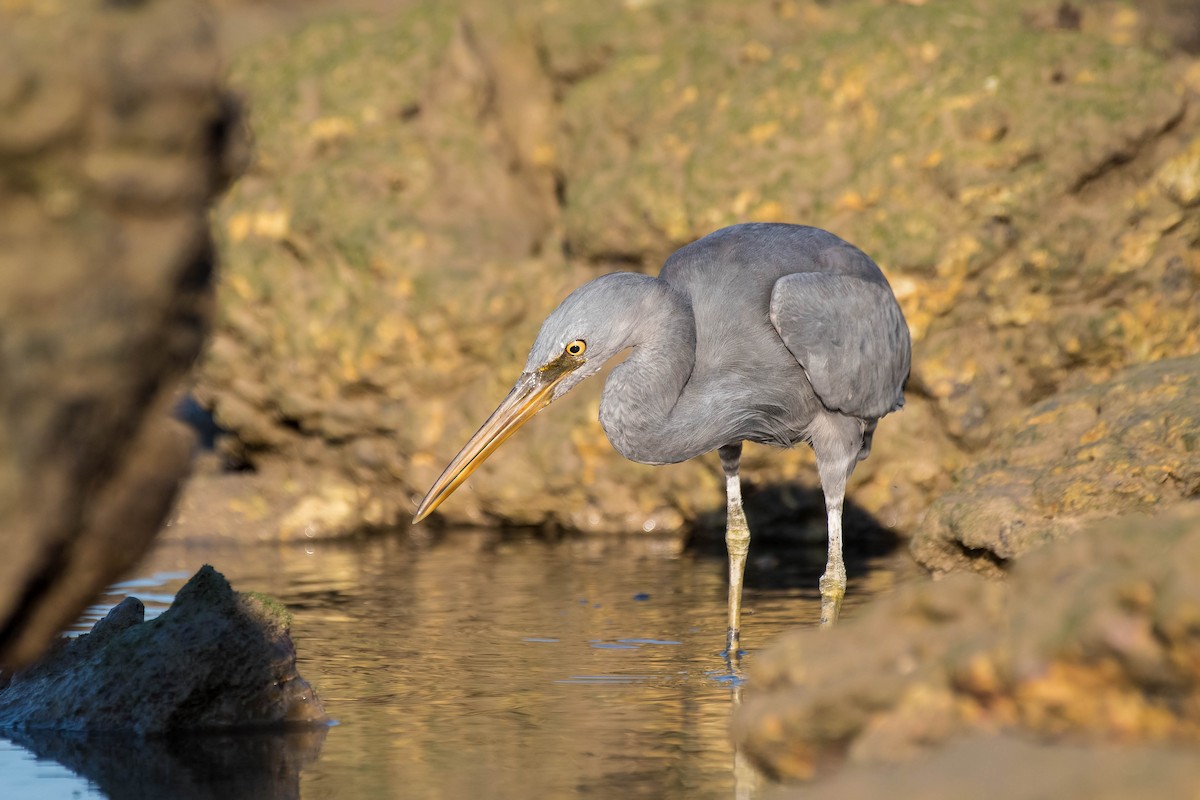 Pacific Reef-Heron - ML109615261