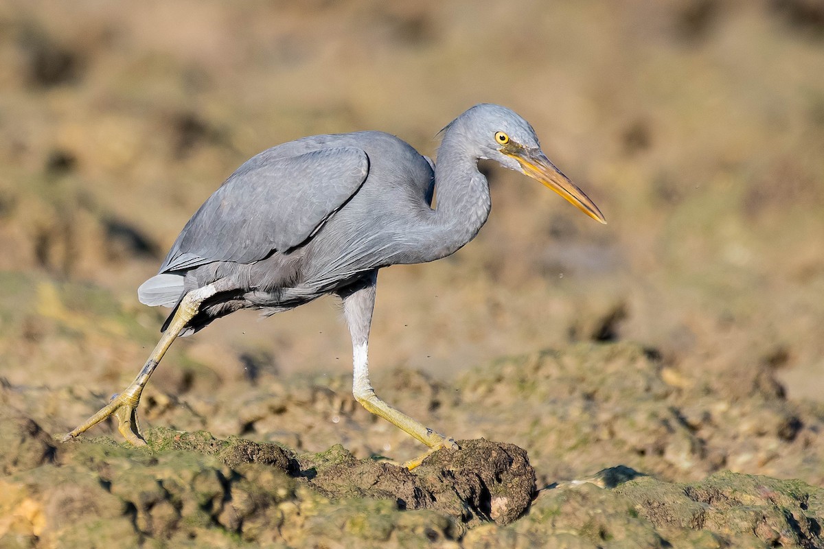 Pacific Reef-Heron - ML109615281