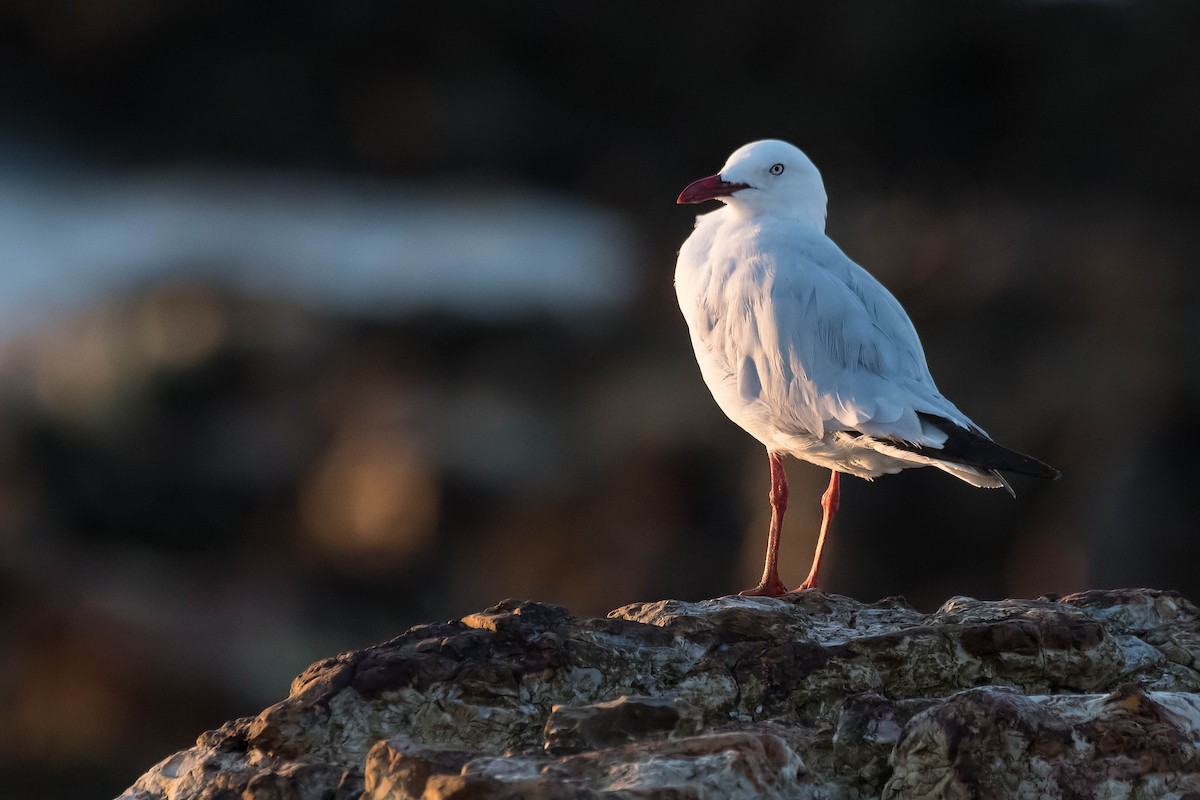 Silberkopfmöwe (novaehollandiae/forsteri) - ML109615381