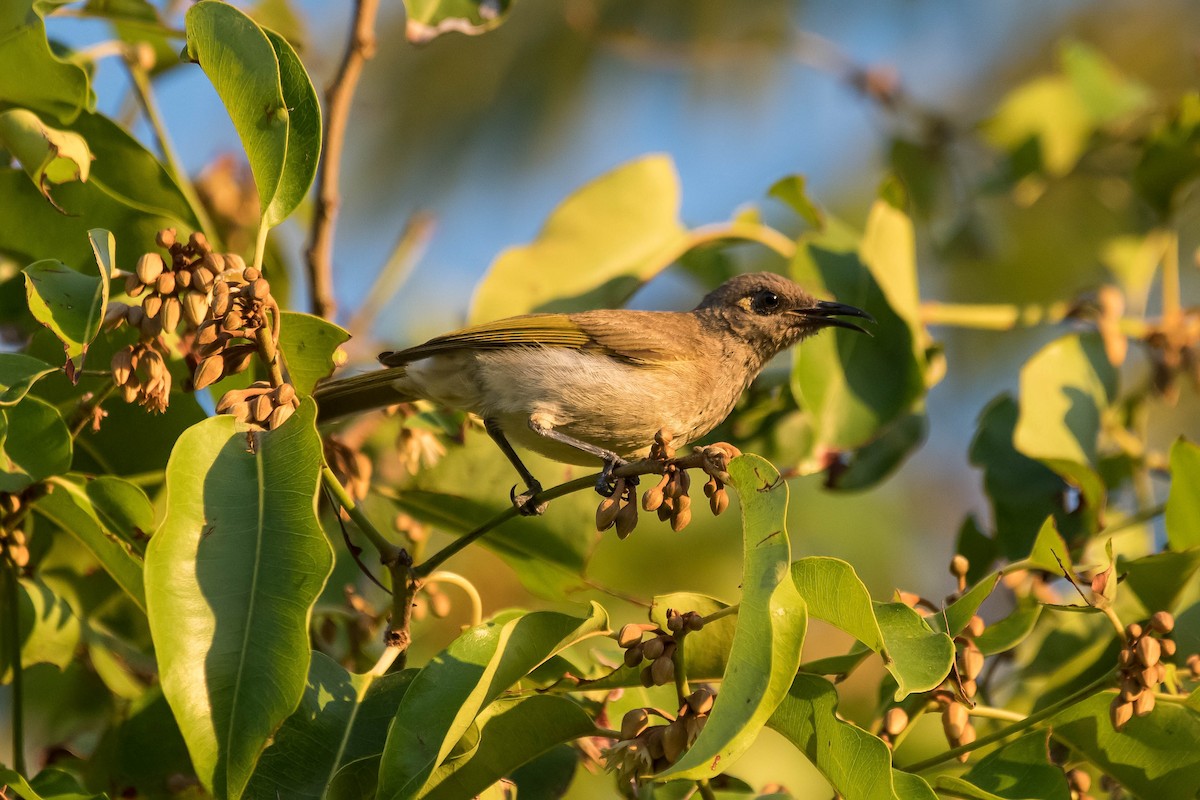 Brown Honeyeater - ML109615411