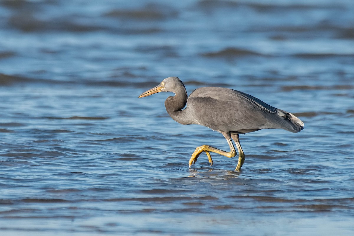 Pacific Reef-Heron - Terence Alexander