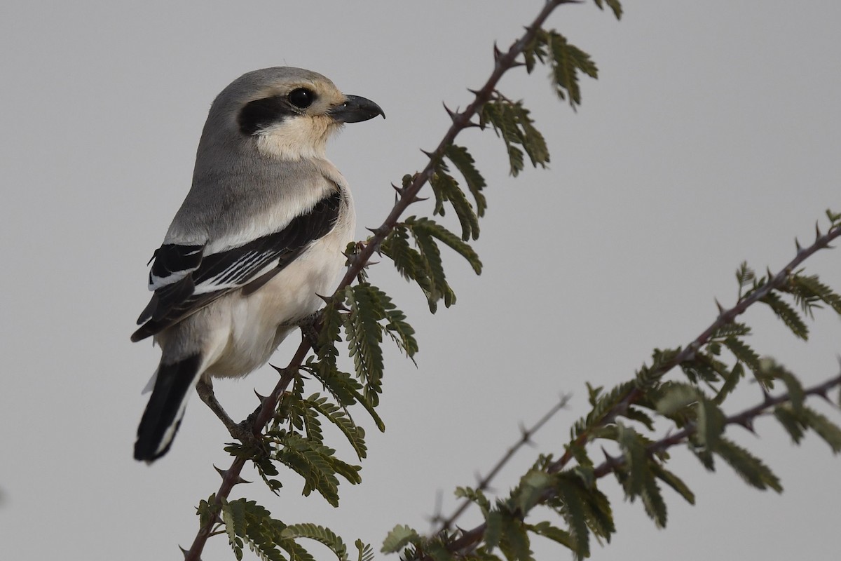 Great Gray Shrike (Steppe) - ML109615831