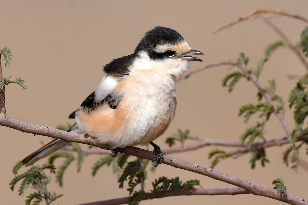 Masked Shrike - AREF ALAWADHI