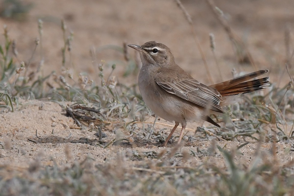 Rufous-tailed Scrub-Robin (Rufous-tailed) - ML109615981