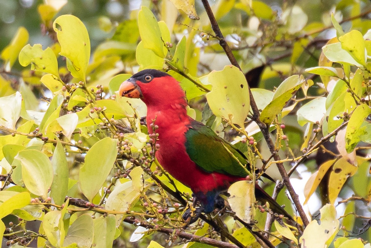 Black-capped Lory - Robert Lewis