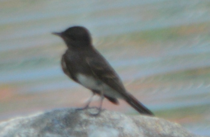 Black Phoebe - John McCallister