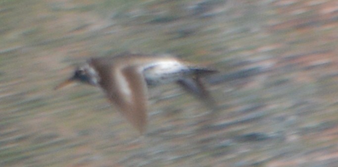 Spotted Sandpiper - ML109616791