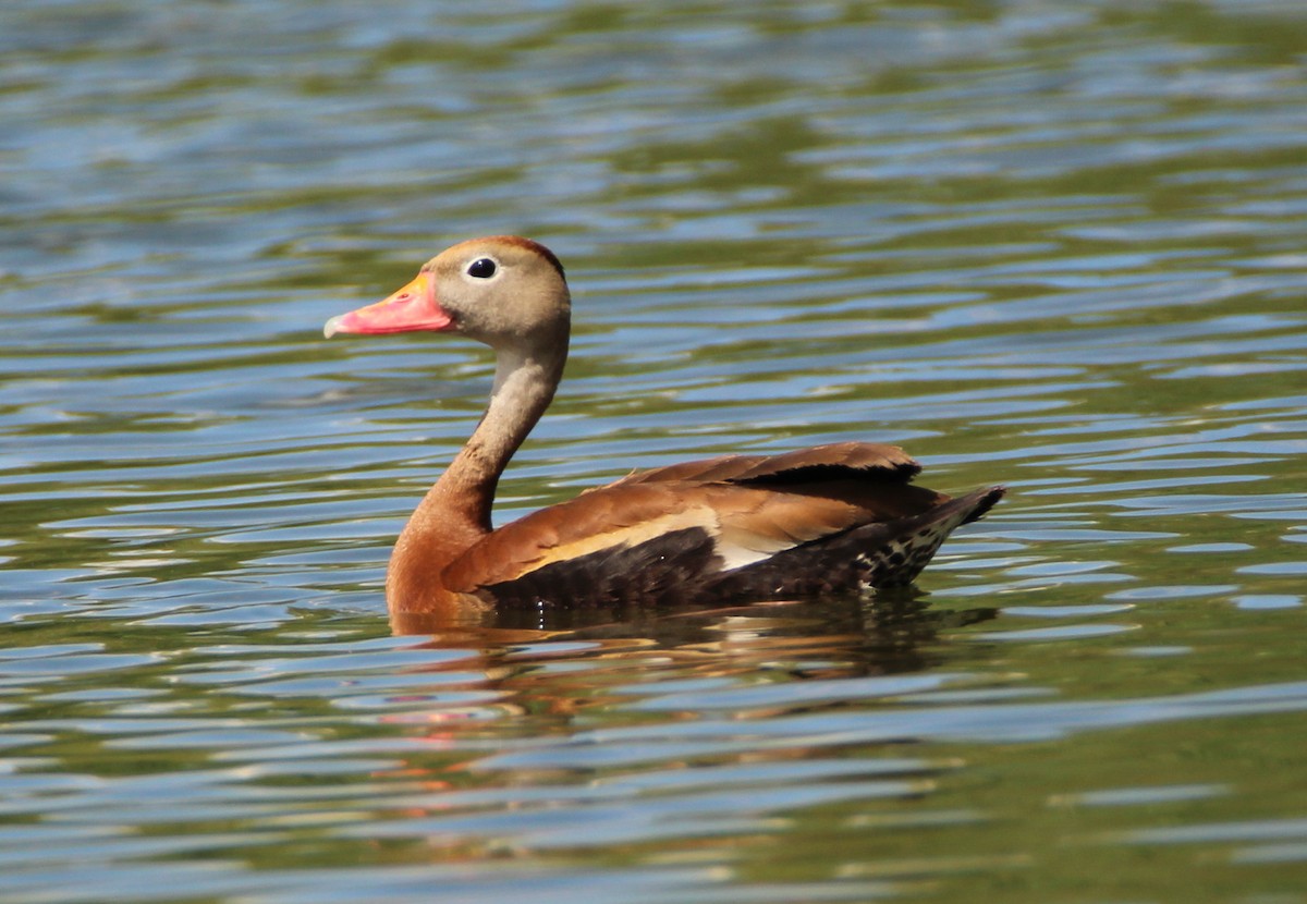 Black-bellied Whistling-Duck - Mark  Brown