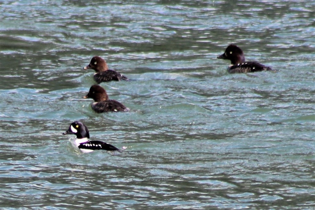Barrow's Goldeneye - ML109618001