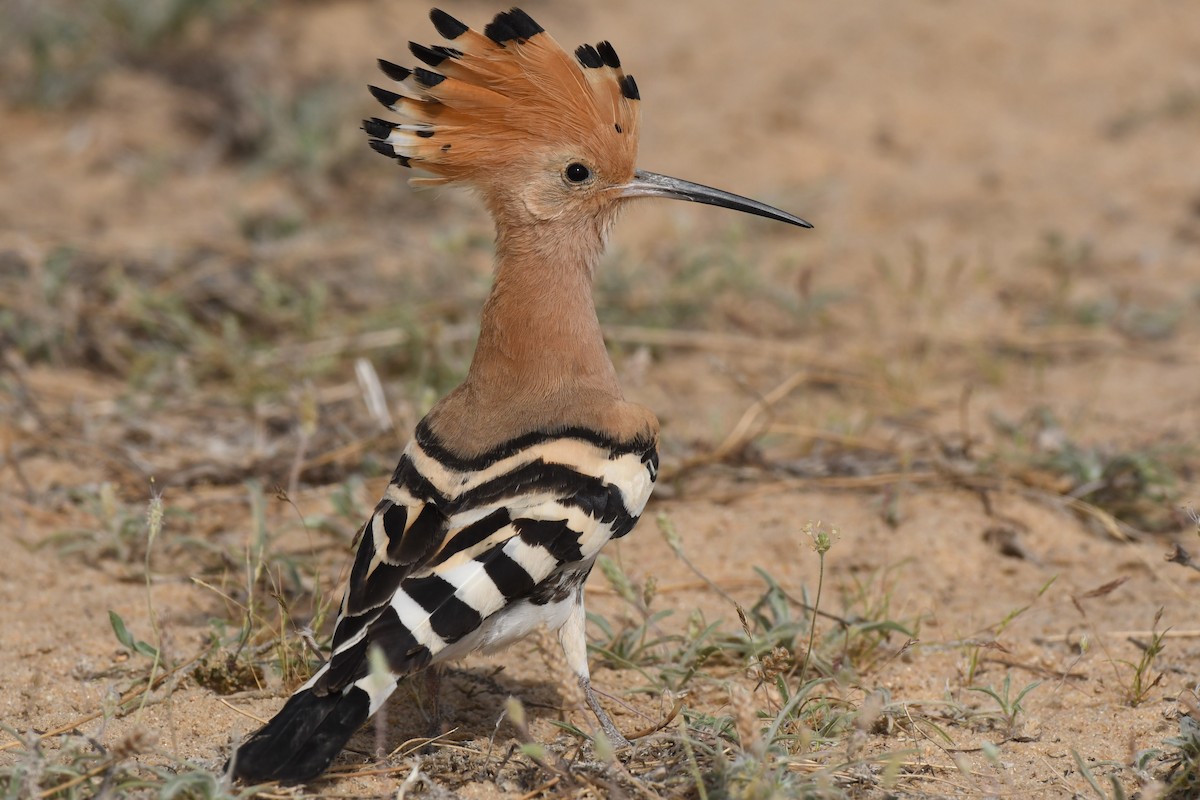 Eurasian Hoopoe - ML109618131