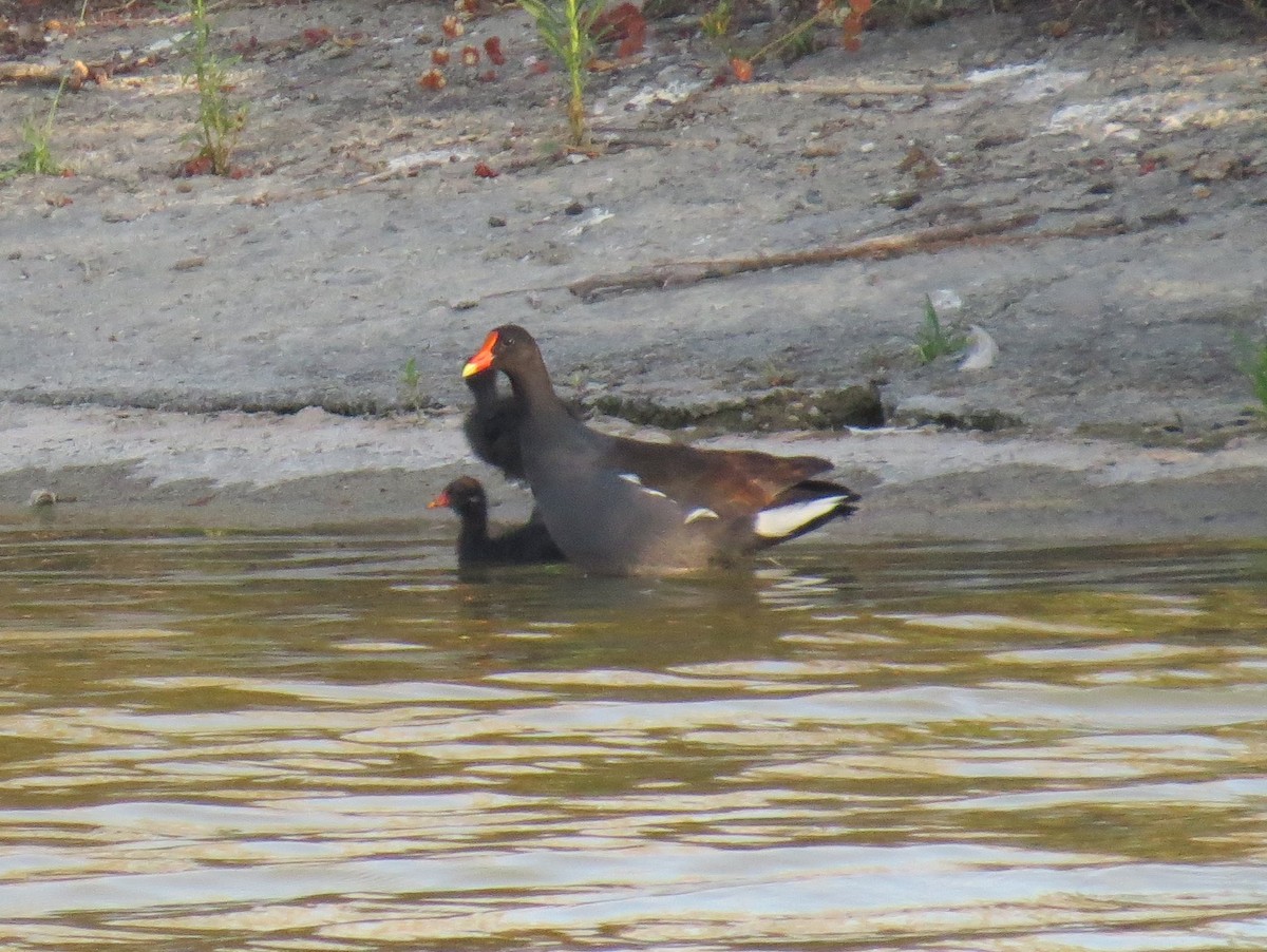 Common Gallinule - ML109618181