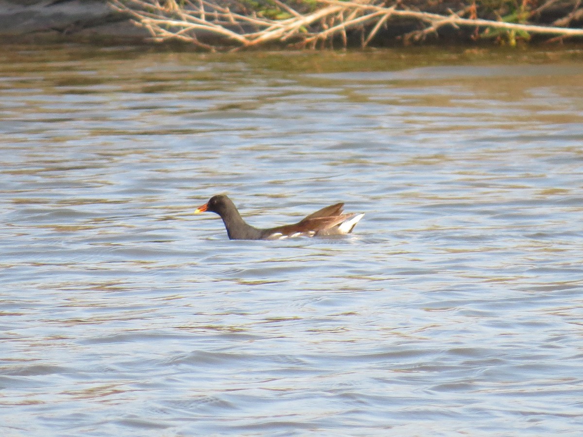 Common Gallinule - Naresh Satyan