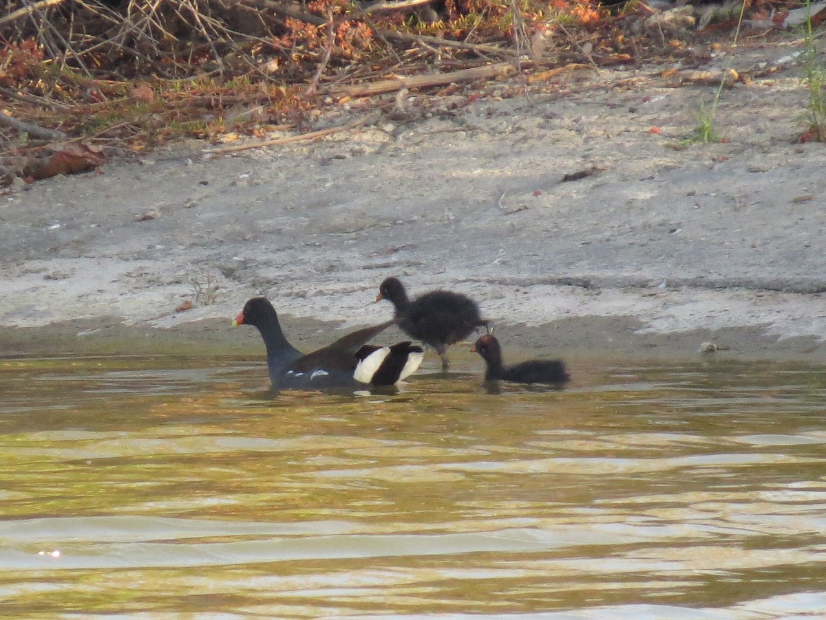 Common Gallinule - Naresh Satyan