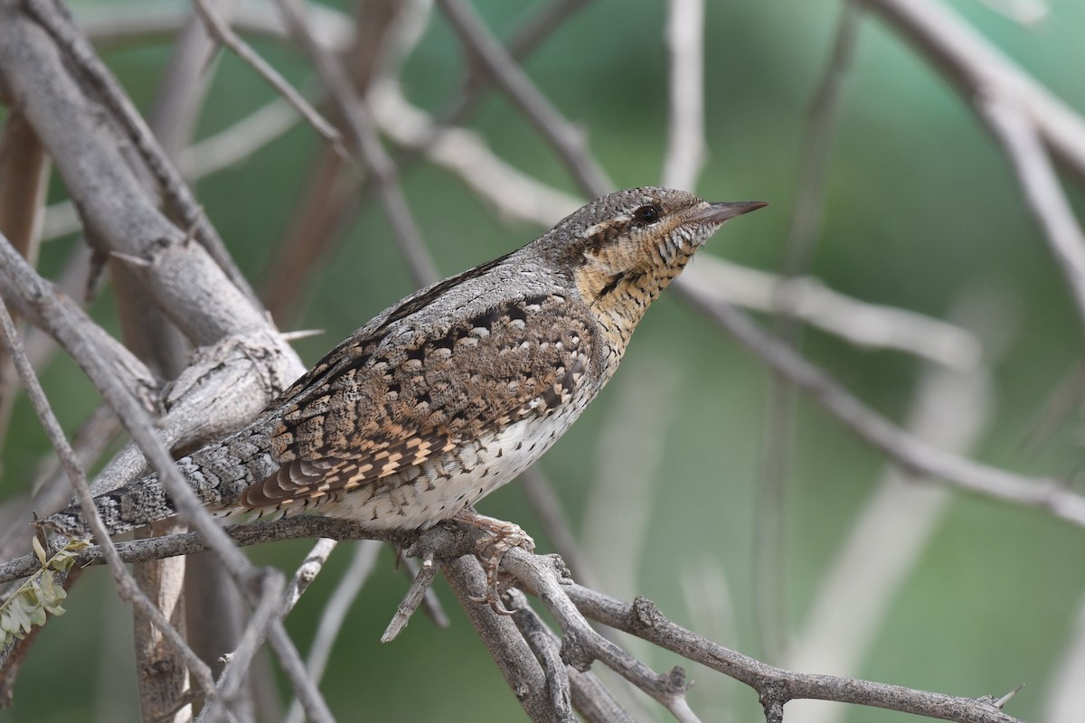 Eurasian Wryneck - ML109619581