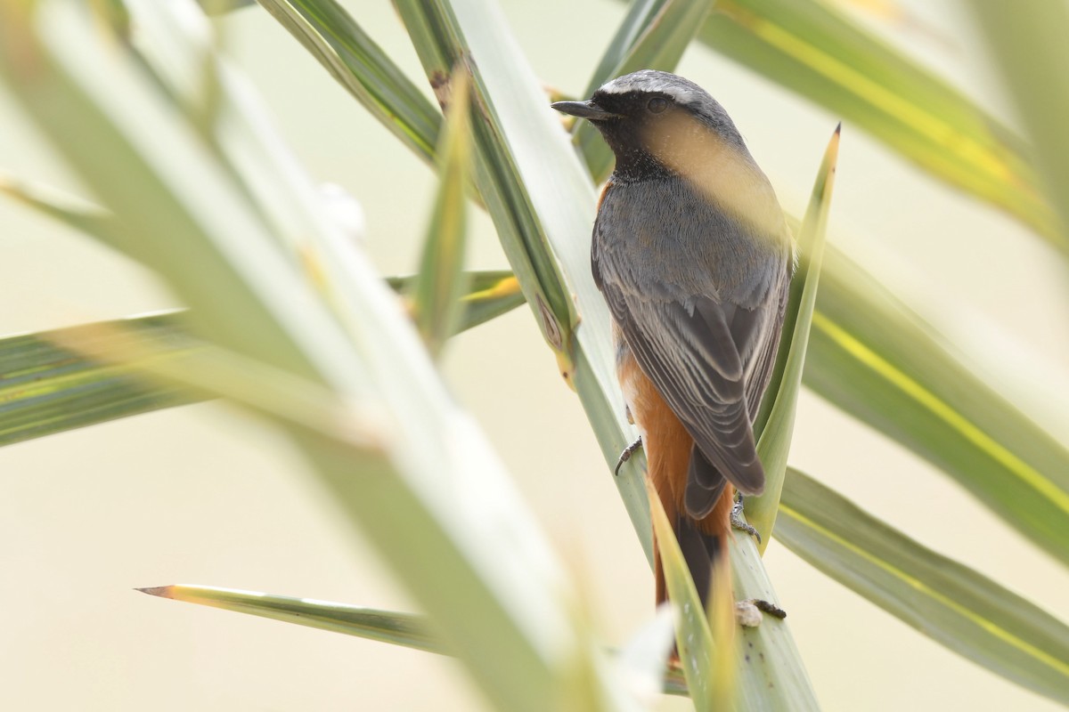 Common Redstart - ML109619651