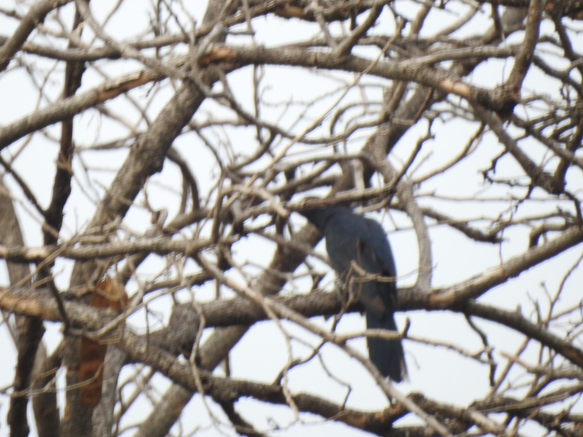 Asian Koel - Suyash Sawant