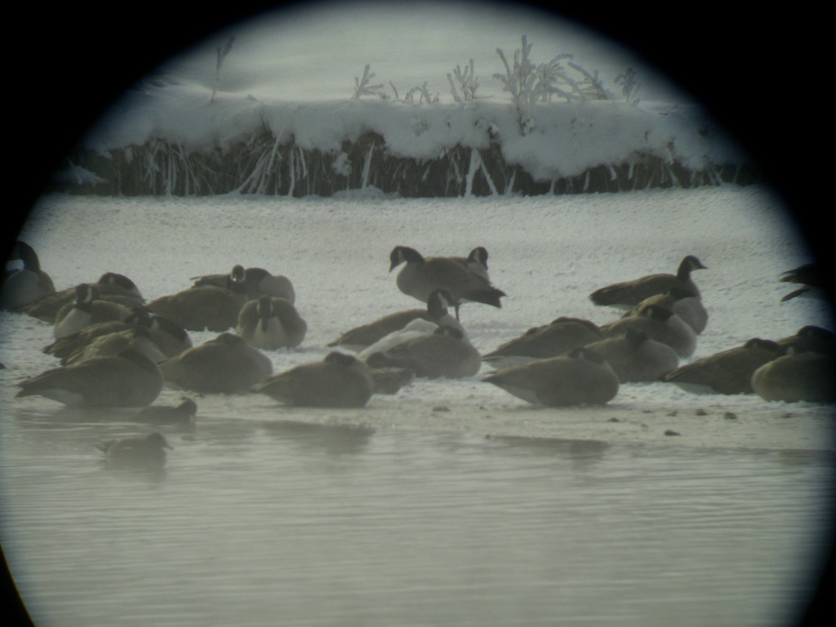 Cackling Goose (Richardson's) - ML109620221