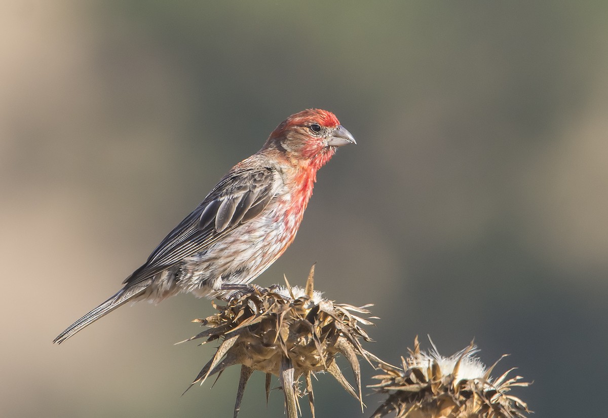 House Finch - ML109620401