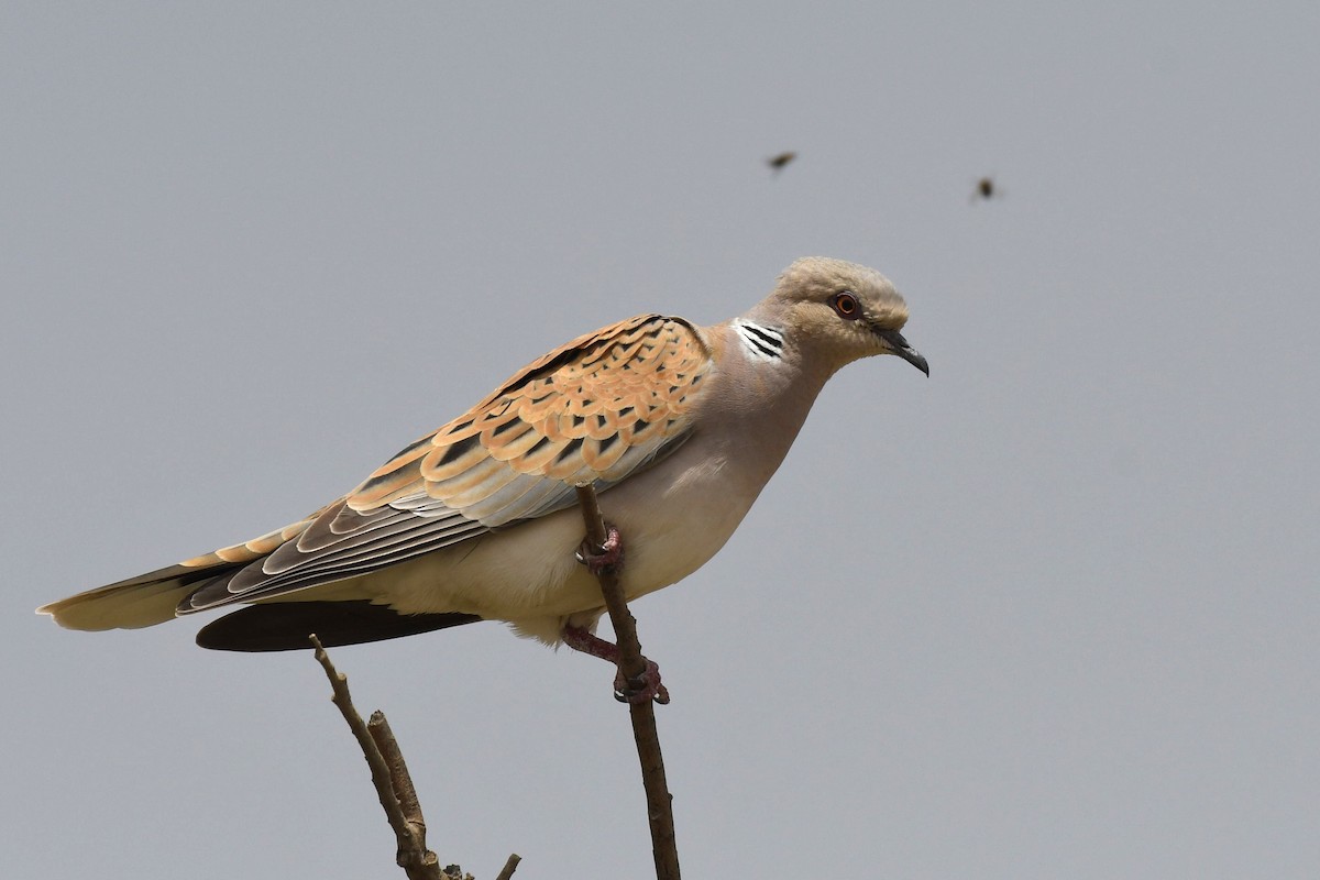 European Turtle-Dove - ML109620421