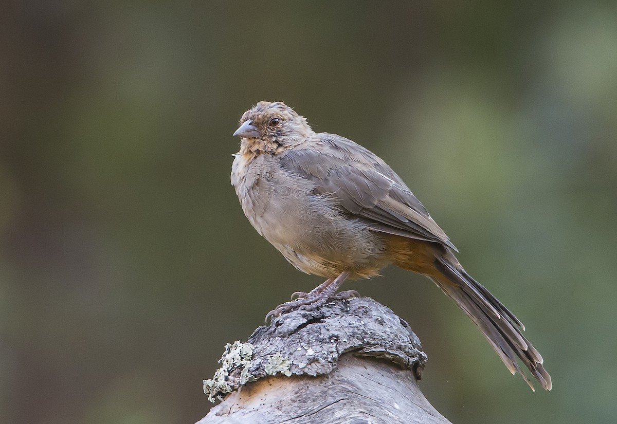 California Towhee - ML109620551