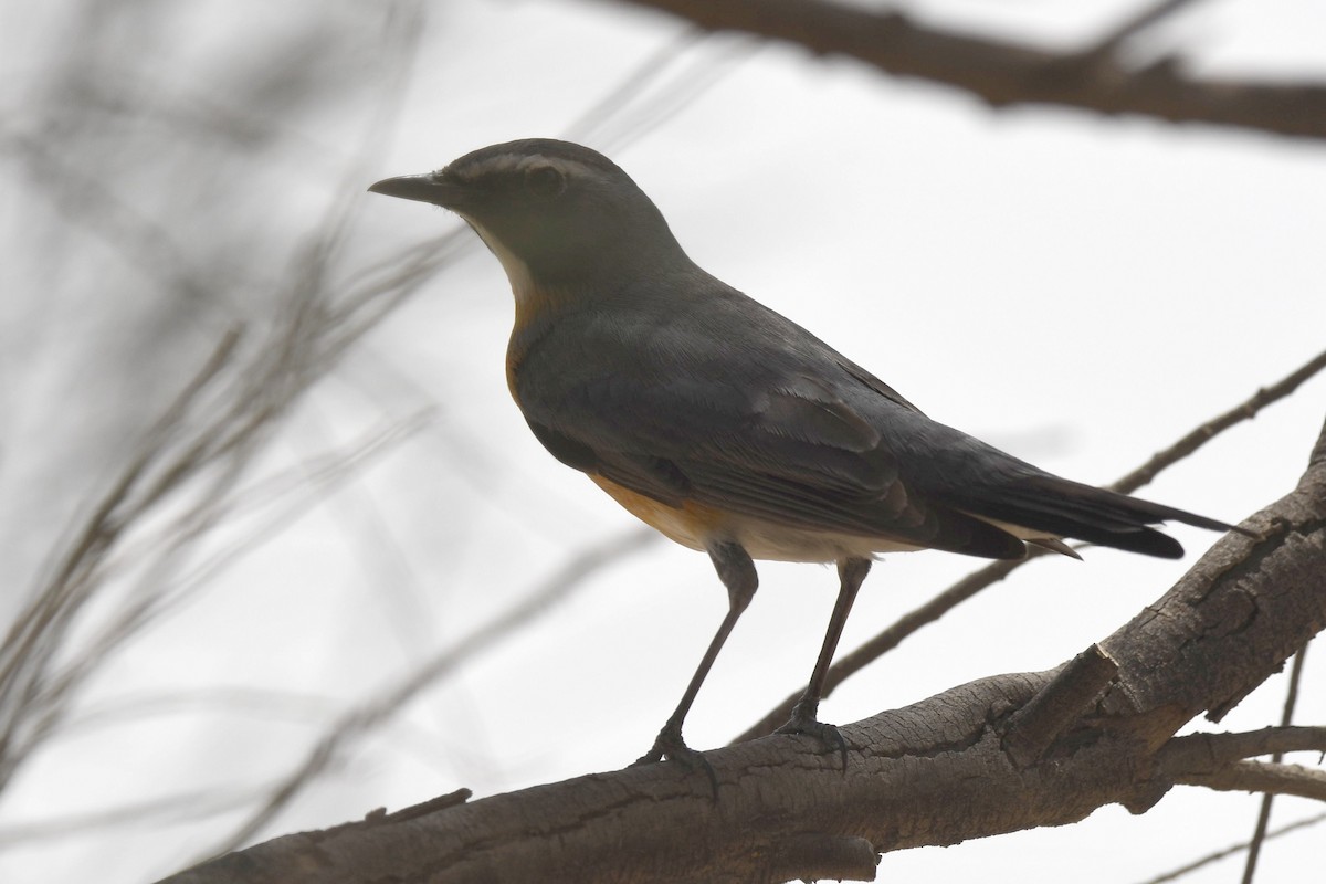 White-throated Robin - ML109621131