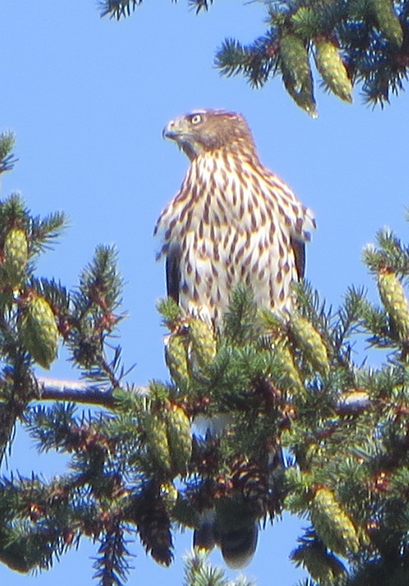 Cooper's Hawk - Hui Sim