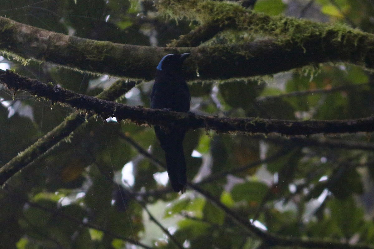 Azure-hooded Jay - David Garrigues