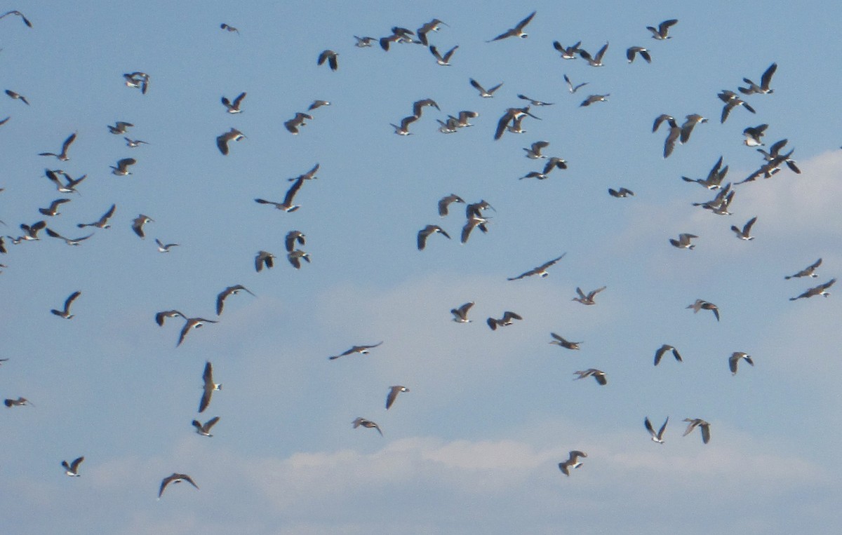 Northern Lapwing - ML109622221