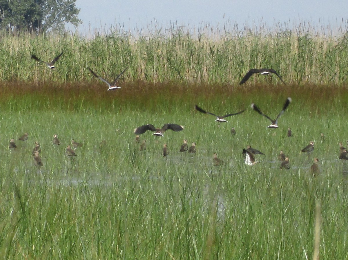 Northern Lapwing - ML109622251