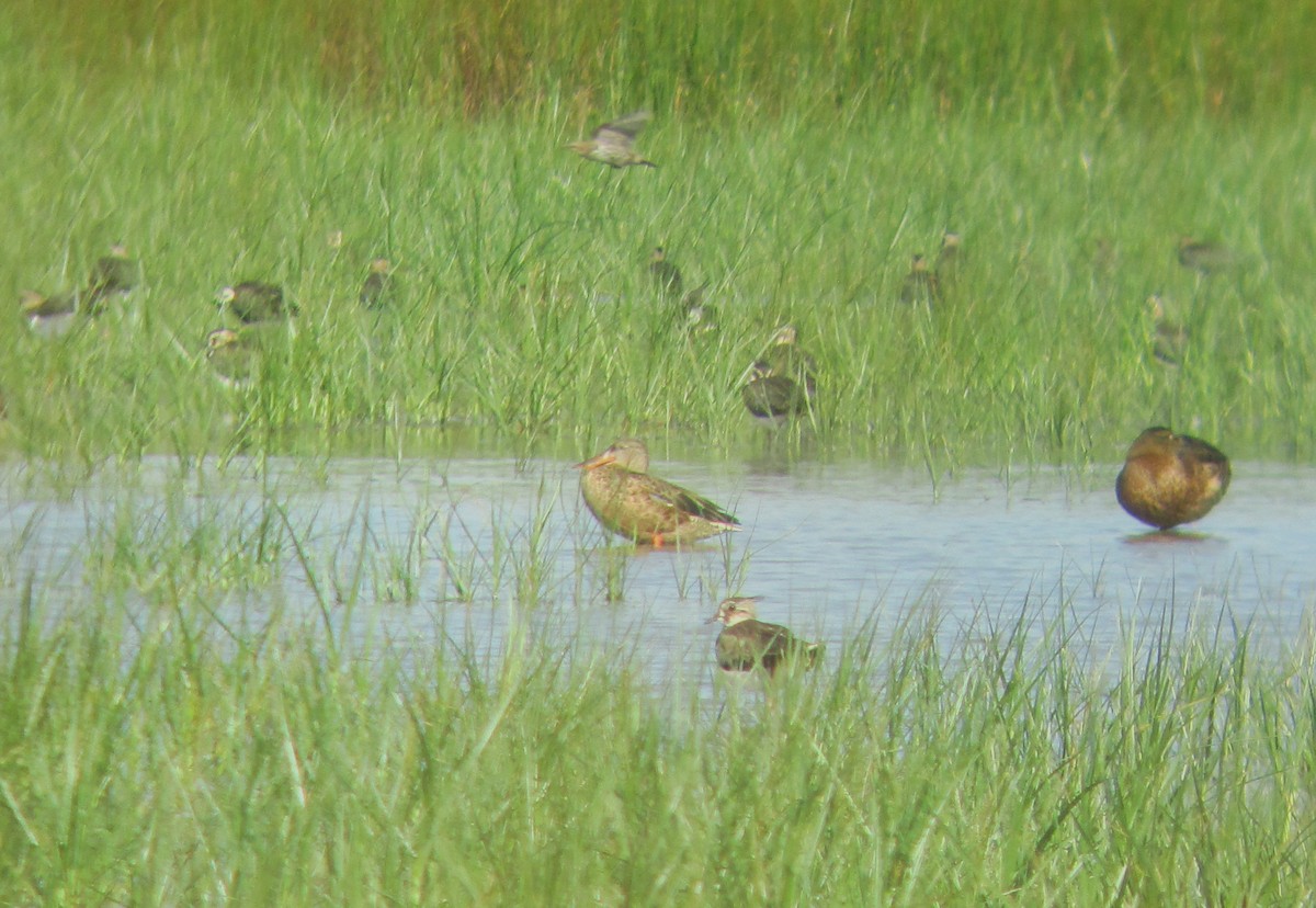 Northern Shoveler - ML109622301