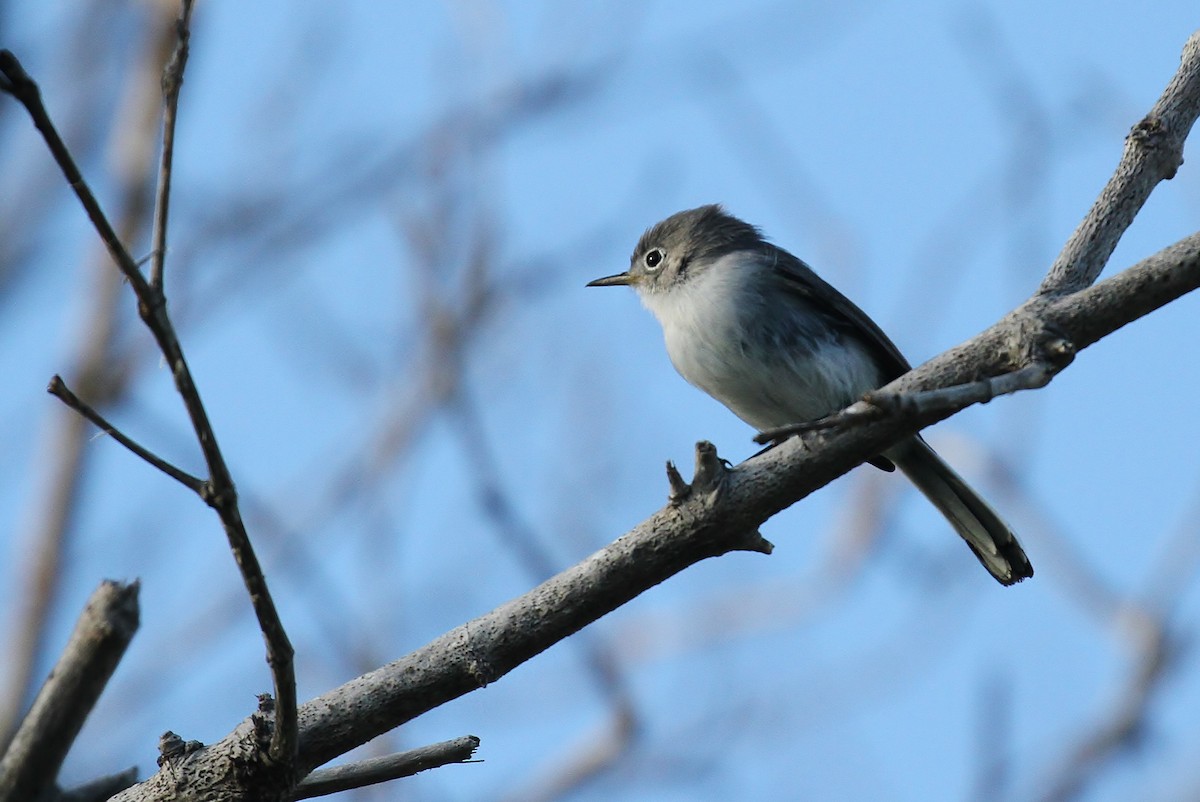 Gobemoucheron gris-bleu (caerulea) - ML109623961