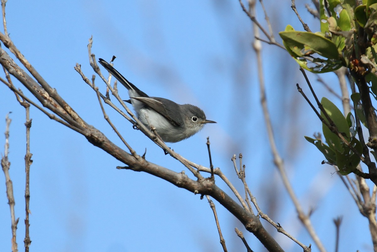 Blue-gray Gnatcatcher (caerulea) - ML109623971