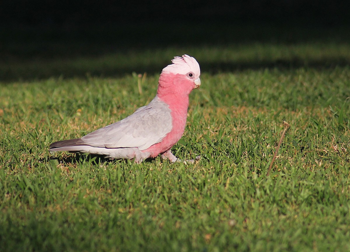 Galah - ML109625321